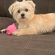 Mello joined the competition — help win amazing prizes! animal, brown_couch, companion, couch, cute, dog, domestic_animal, fluffy_dog, fur, household, indoor, laying_down, looking_at_camera, paw, pet, pink_toy, playful, relaxed, small_dog, toy
