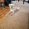 Mello is registered to the contest to win money with this photo: brick_wall, carpet, chair, container, cozy, curious, decor, dog, floor, furniture, home, indoor, lantern, light, pet, plant, relaxed, room, small_dog, table