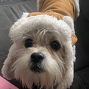 Mello is registered to the contest to win money with this photo: dog, pet, clothing, jacket, sherpa, brown, white, fluffy, cute, indoor, couch, canine, face, fur, looking_up, small_dog, coat, warm, adorable, animal