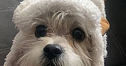 Mello is registered to the contest to win money with this photo: adorable, animal, brown, canine, clothing, coat, couch, cute, dog, face, fluffy, fur, indoor, jacket, looking_up, pet, sherpa, small_dog, warm, white