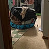 Mello is registered to the contest to win money with this photo: blanket, carpet, comfort, cozy, curtain, dog, floor, furniture, home, indoor, light, pet, pet_tent, relaxing, room, shelf, small_dog, stuffed_animals, suitcase, toy