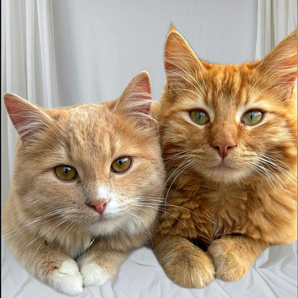 Teddy And Cheeto is registered to the contest to win money with this photo: cat, close_up, companions, cream_cat, curious, cute, domestic_animal, feline, fluffy, fur, indoor, lying_down, orange_cat, pets, portrait, relaxed, snuggling, soft_light, two_cats, whiskers