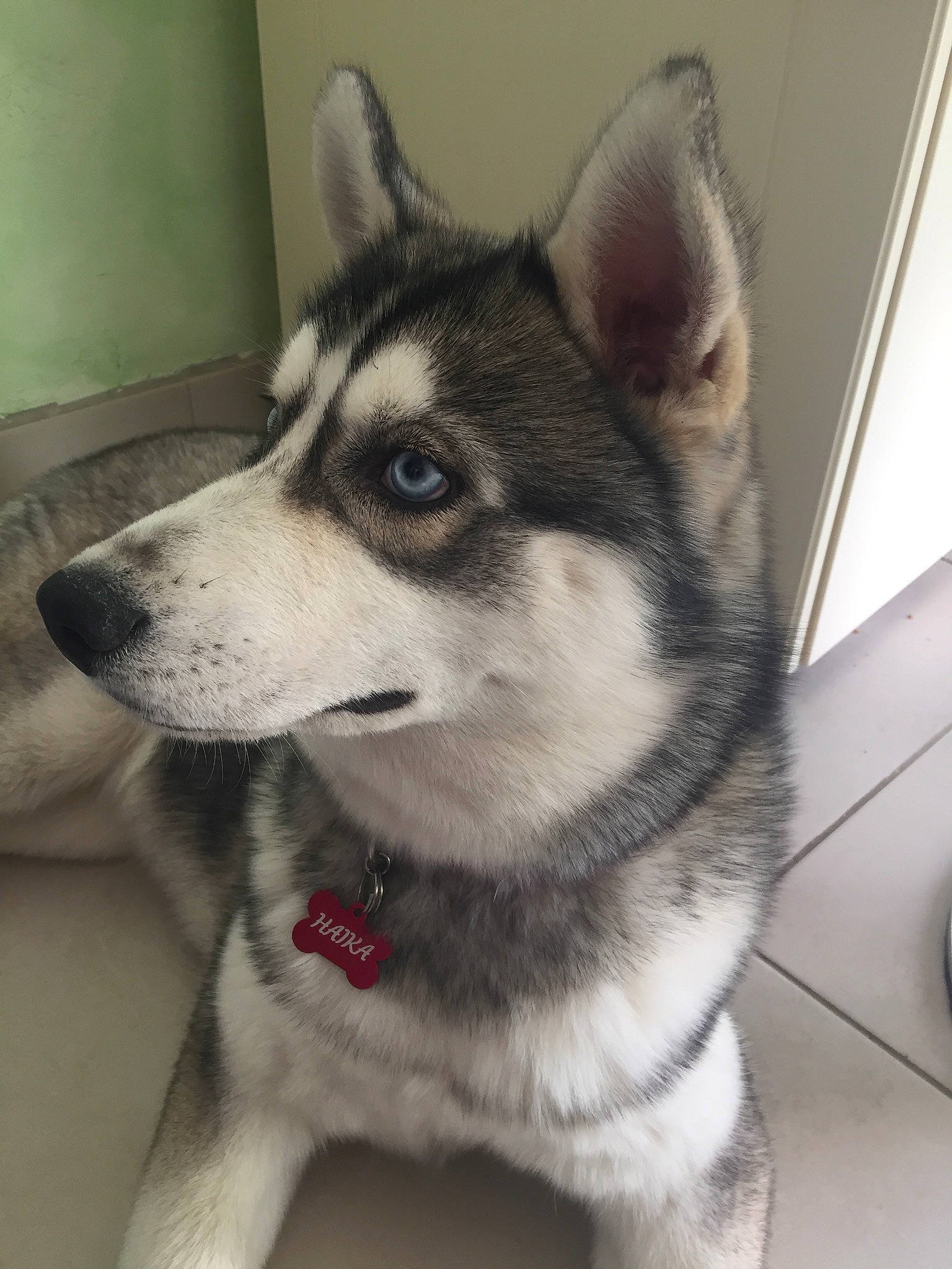 Haika participe au concours pour gagner de l'argent avec cette photo : alaskan_klee_kai, alaskan_malamute, canidae, carnivore, dog, dog_breed, jamthund, mammal, miniature_siberian_husky, native_american_indian_dog, northern_inuit_dog, norwegian_elkhound, nose, saarloos_wolfdog, sakhalin_husky, siberian_husky, sled_dog, tamaskan_dog, vertebrate, wolfdog