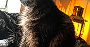 Cj. joined the competition — help win amazing prizes! angora, animal, architecture, bed, bedroom, blackcat, blanket, building, cat, chair, couch, furniture, indoors, kitten, lamp, livingroom, manx, pet, room, tablelamp