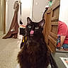 animal, black_cat, carpet, cat, flowers, fluffy, green_eyes, home, household_items, indoor, licking, long_hair, mirror, person, pet, pink_shirt, portrait, sitting, towel, wooden_cabinet