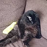 Cj. joined the competition — help win amazing prizes! animal, architecture, armchair, blackcat, building, cat, chair, couch, cushion, furniture, homedecor, indoors, kitten, linen, livingroom, manx, person, pet, room, sleeping