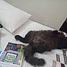 Cj. joined the competition — help win amazing prizes! animal, bed, bedroom, book, canine, cat, couch, cushion, dog, furniture, homedecor, indoors, interiordesign, kitten, pet, pillow, publication, puppy, room, text