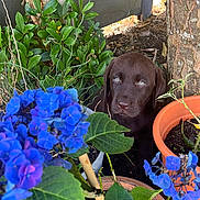 Benko participe au concours pour gagner de l'argent avec cette photo : blue_flowers, brown_dog, chocolate_labrador, closeup, curious, dog, flora, flowers, garden, greenery, leaf, nature, outdoor, pet, plant, plant_pots, puppy, soil, tree_trunk, young_dog