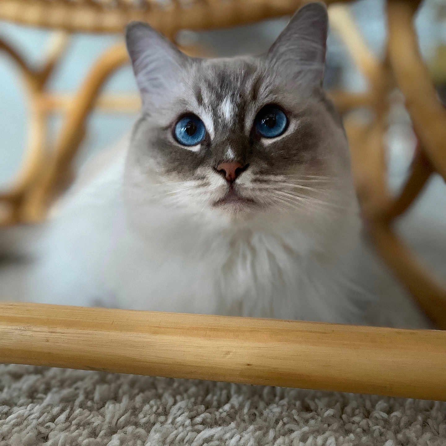Ruby participe au concours pour gagner de l'argent avec cette photo : animal, blue_eyes, carpet, cat, closeup, curious, cute, domestic_cat, face, feline, fluffy, fur, indoor, mammal, pet, portrait, sitting, soft, whiskers, wooden_chair