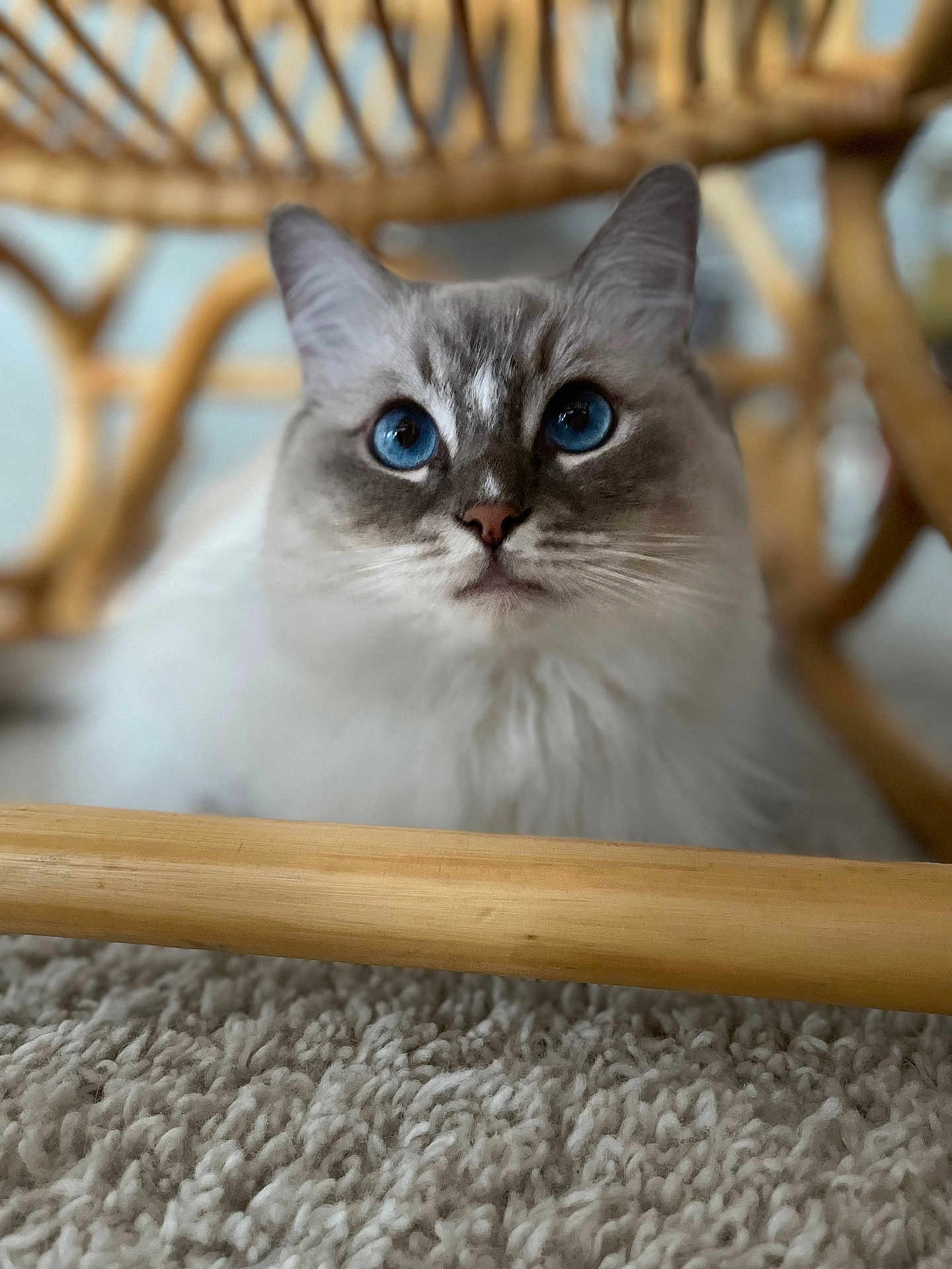Ruby participe au concours pour gagner de l'argent avec cette photo : cat, blue_eyes, fluffy, carpet, wooden_chair, indoor, pet, animal, feline, closeup, curious, whiskers, soft, cute, fur, domestic_cat, sitting, face, portrait, mammal
