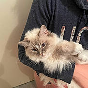 Ruby participe au concours pour gagner de l'argent avec cette photo : cat, fluffy, blue_eyes, person, hoodie, indoor, holding, light_fur, pet, animal, cute, calm, hands, sequins, feline, portrait, close_up, domestic_animal, soft, face