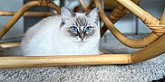 Ruby participe au concours pour gagner de l'argent avec cette photo : cat, blue_eyes, fluffy, white_cat, rattan_chair, carpet, indoor, pet, animal, feline, resting, cozy, close_up, calm, household, domestic, cute, fur, whiskers, laying_down