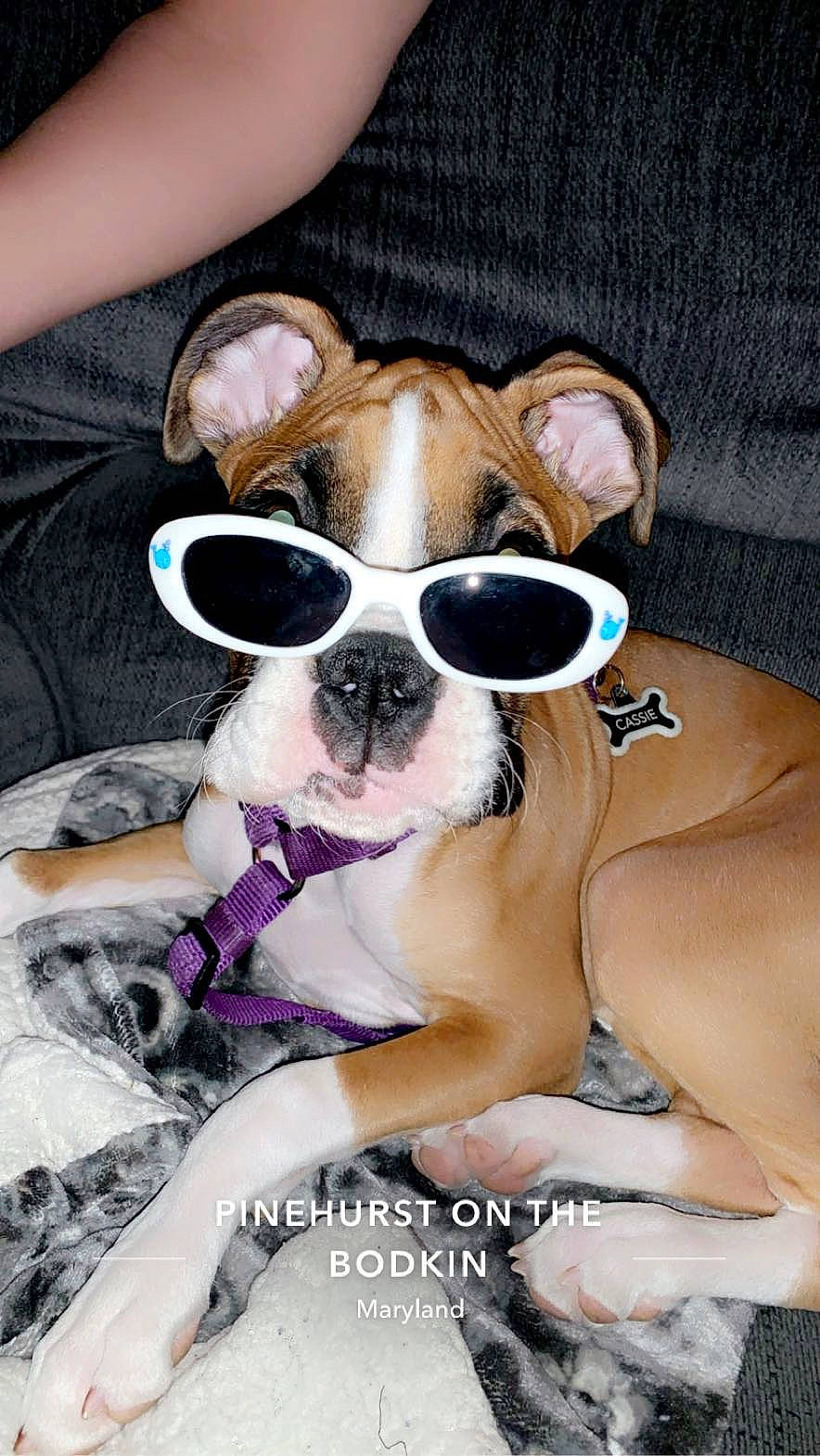 Cassie joined the competition — help win amazing prizes! canidae, carnivore, comfort, companion_dog, dog, dog_breed, dog_collar, dog_supply, eyewear, fawn, goggles, happy, painting, puppy_love, snout, sporting_group, sunglasses, toy_dog, vision_care, working_animal