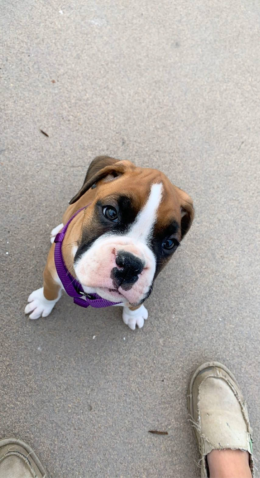 Cassie joined the competition — help win amazing prizes! asphalt, bulldog, carnivore, companion_dog, concrete, dog, dog_breed, dog_collar, fawn, flooring, non_sporting_group, road_surface, snout, terrestrial_animal, walking_shoe, wood, working_animal, wrinkle