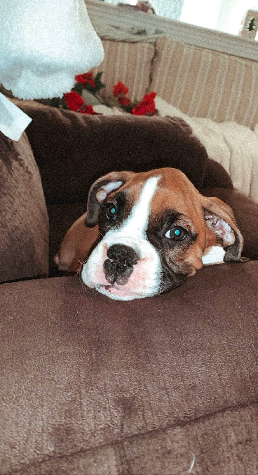 Cassie is registered to the contest to win money with this photo: bored, bulldog, carnivore, comfort, companion_dog, couch, dog, dog_breed, fawn, flooring, fur, hardwood, snout, sporting_group, terrestrial_animal, toy_dog, whiskers, wood, working_animal, wrinkle