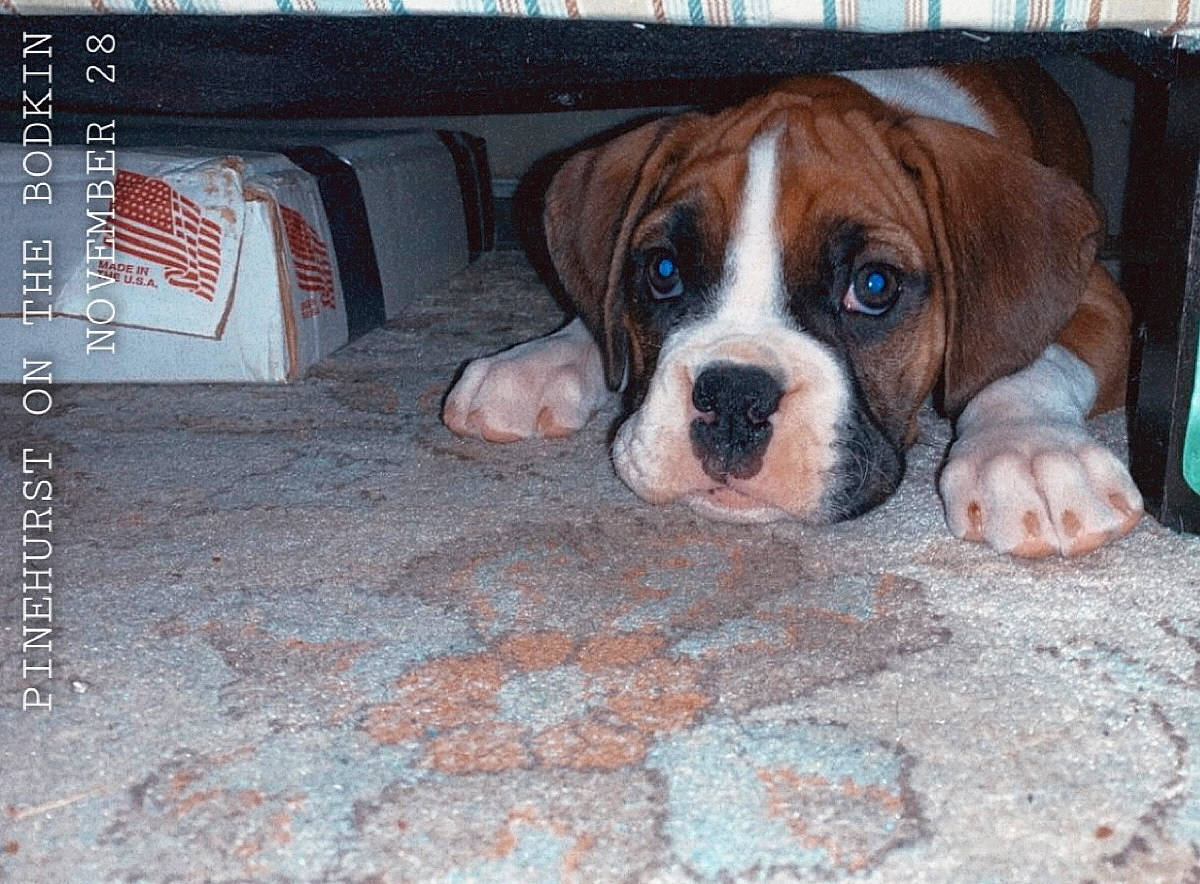 Cassie is registered to the contest to win money with this photo: animal_shelter, bulldog, canidae, carnivore, companion_dog, dog, dog_breed, fawn, flooring, fur, liver, non_sporting_group, paw, publication, puppy, snout, sporting_group, whiskers, working_animal, working_dog