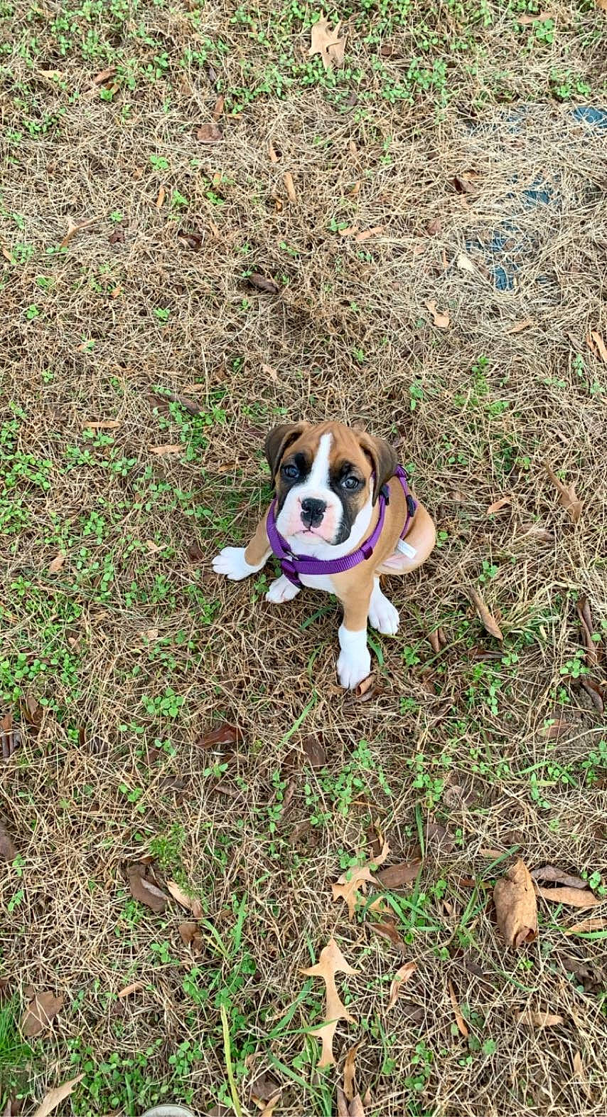 Cassie is registered to the contest to win money with this photo: art, ball, canidae, carnivore, companion_dog, dog, dog_breed, fawn, grass, groundcover, paw, plant, puppy, snout, soil, sporting_group, tail, terrestrial_animal, toy, working_animal