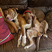 Waylon is registered to the contest to win money with this photo: dog, sleeping, couch, leather, brown, snuggling, pillow, indoor, pet, relaxing, companion, resting, fur, collar, home, cozy, comfort, animal, paw, tail