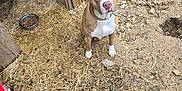 Waylon joined the competition — help win amazing prizes! dog, brown_dog, white_dog, outdoor, straw, rocks, doghouse, metal_bowl, dog_food, collar, bucket, ground, dirt, leaves, farmyard, attention, pet, animal, curious, sitting