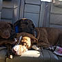 dog, puppy, sleeping, car_interior, backseat, leather_seat, sunlight, cozy, snuggling, brown_dog, brindle_dog, pet, animal, resting, cute, companion, domestic_animal, friendship, relaxing, canine