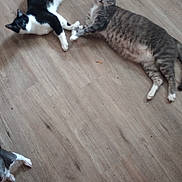 Wiz joined the competition — help win amazing prizes! animal, black_and_white_cat, cat, cats, companion, cozy, domestic_animal, floor, foot, gray_tabby_cat, house, human, indoor, milk, paper_plate, paw, pet, relaxed, sock, wooden_floor