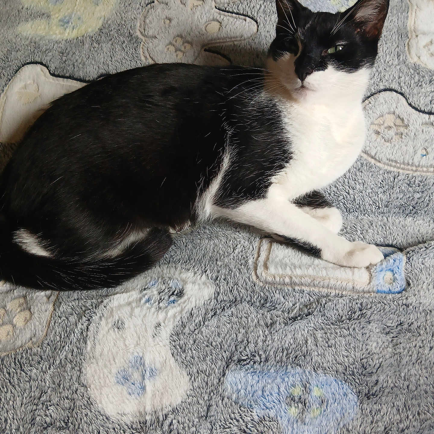 Wiz joined the competition — help win amazing prizes! animal, black_and_white, blanket, cat, comfort, cozy, cute, domestic_animal, ears, feline, fur, indoor, lying_down, patterned, pet, relaxed, resting, soft_texture, tail, whiskers