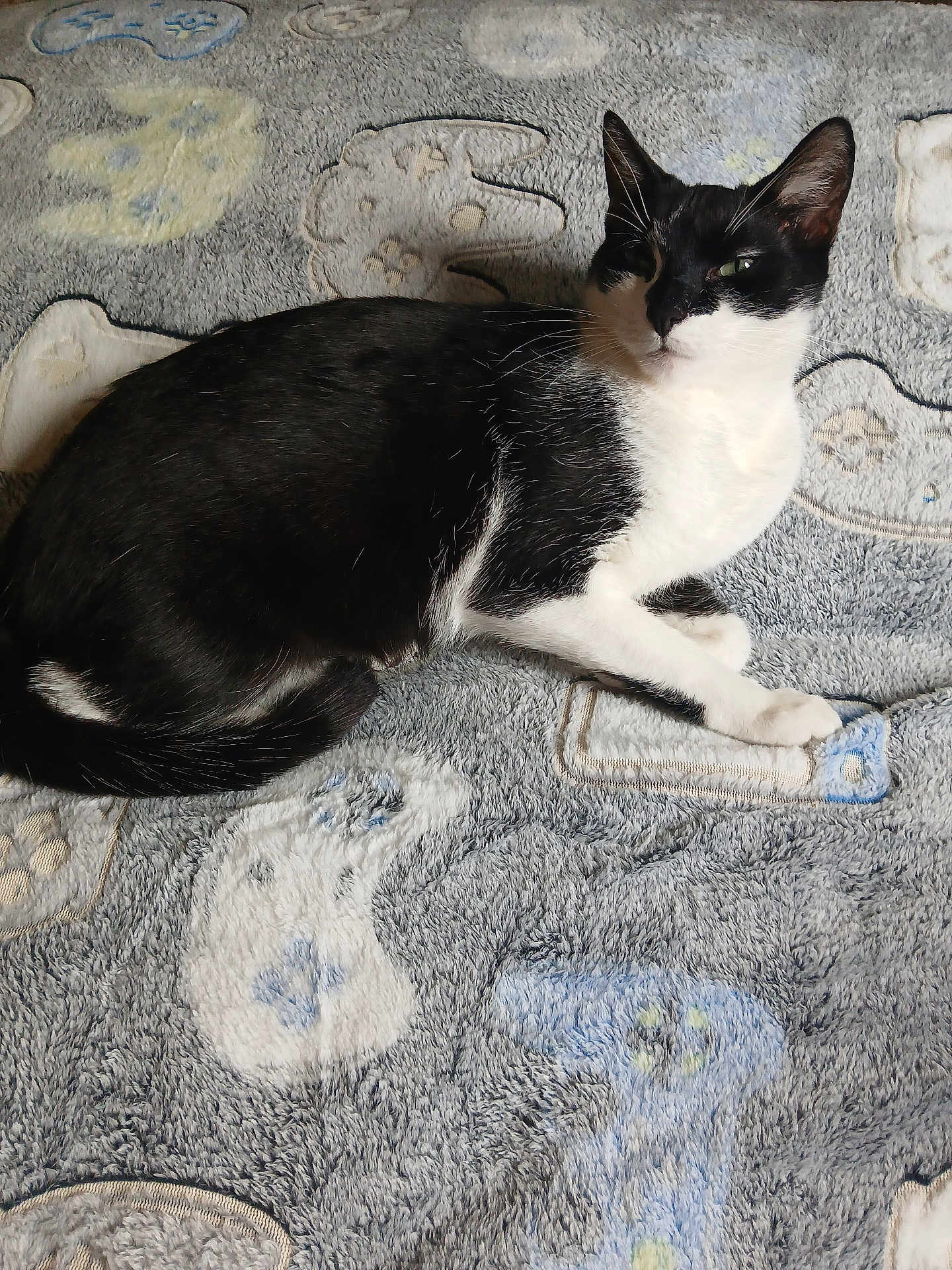 Wiz joined the competition — help win amazing prizes! animal, black_and_white, blanket, cat, comfort, cozy, cute, domestic_animal, ears, feline, fur, indoor, lying_down, patterned, pet, relaxed, resting, soft_texture, tail, whiskers