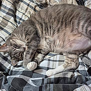 Weezy joined the competition — help win amazing prizes! cat, tabby_cat, gray_cat, pet, sleeping, cozy, plaid_blanket, bed, fur, paw, resting, domestic_cat, cute, animal, feline, indoor, relaxed, whiskers, striped, remote_control