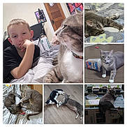 Weezy is registered to the contest to win money with this photo: bed, black_and_white_cat, blanket, box, boy, cat, collage, curious, feline, floor, home, indoor, pets, plants, playful, relaxed, resting, tabby_cat, window, wooden_floor