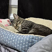 Boogie joined the competition — help win amazing prizes! cat, tabby, sleeping, pet_bed, blanket, indoor, striped, cozy, fur, resting, domestic_cat, curtain, fabric, closeup, bedroom, comfort, quiet, relaxation, animal, feline