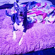 Stormi is registered to the contest to win money with this photo: dog, small_dog, pet, bed, blanket, pillow, indoor, fluffy, purple, blue_light, fur, ears, animal, cute, lying_down, looking_up, expressive_face, cozy, resting, home