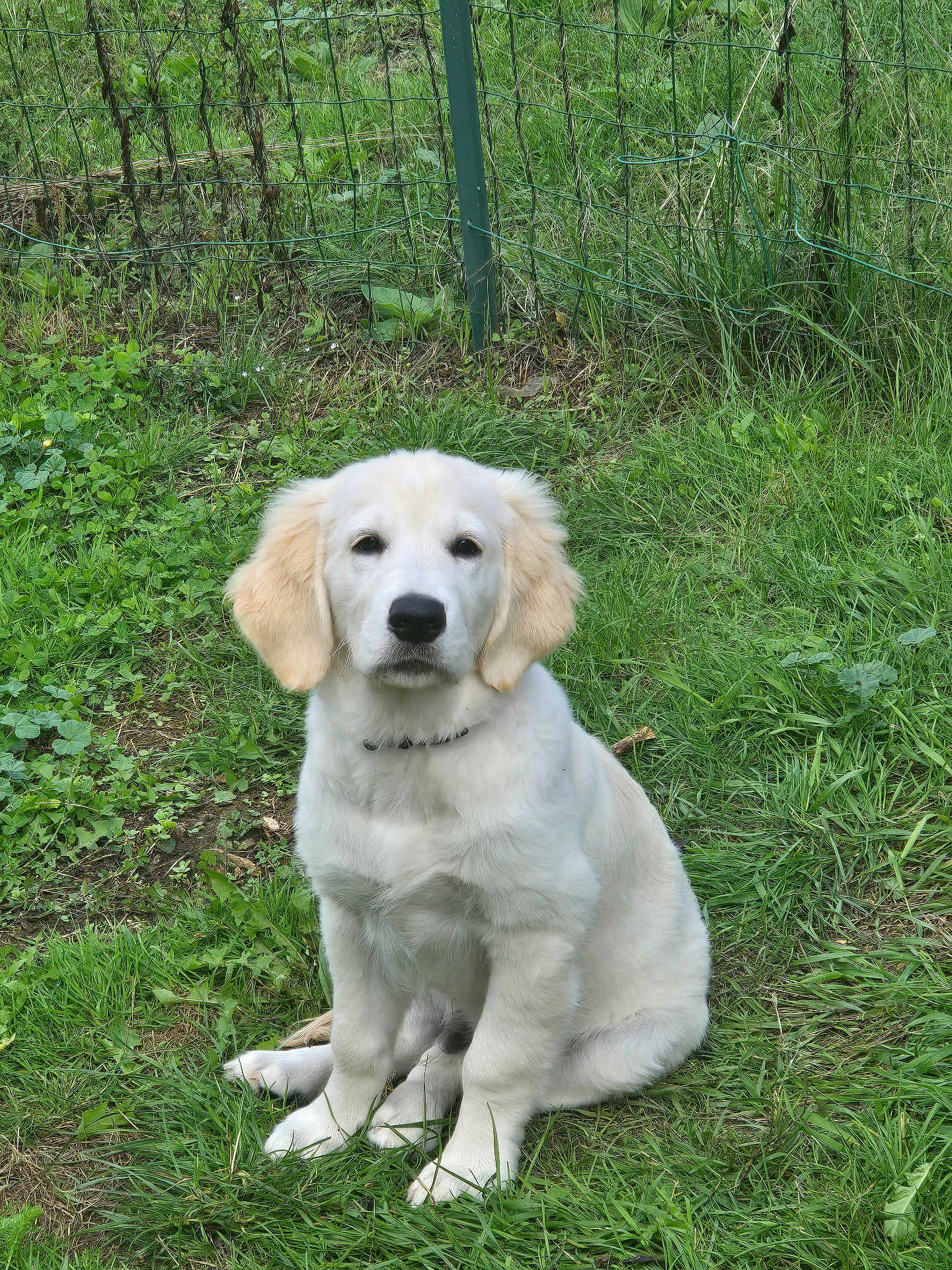 Ades participe au concours pour gagner de l'argent avec cette photo : dog, puppy, golden_retriever, grass, outdoor, pet, animal, sitting, nature, fence, greenery, cute, fluffy, young, canine, collar, fur, portrait, domestic_animal, friendly