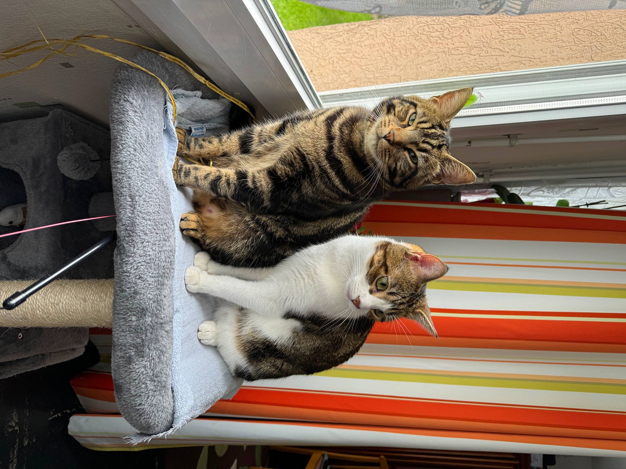 Toshi a rejoint le concours — aidez-le/la à gagner de superbes lots ! automotive_tire, carnivore, cat, comfort, domestic_short_haired_cat, felidae, fender, fur, light, paw, plant, small_to_medium_sized_cats, tail, tree, whiskers, window, wood