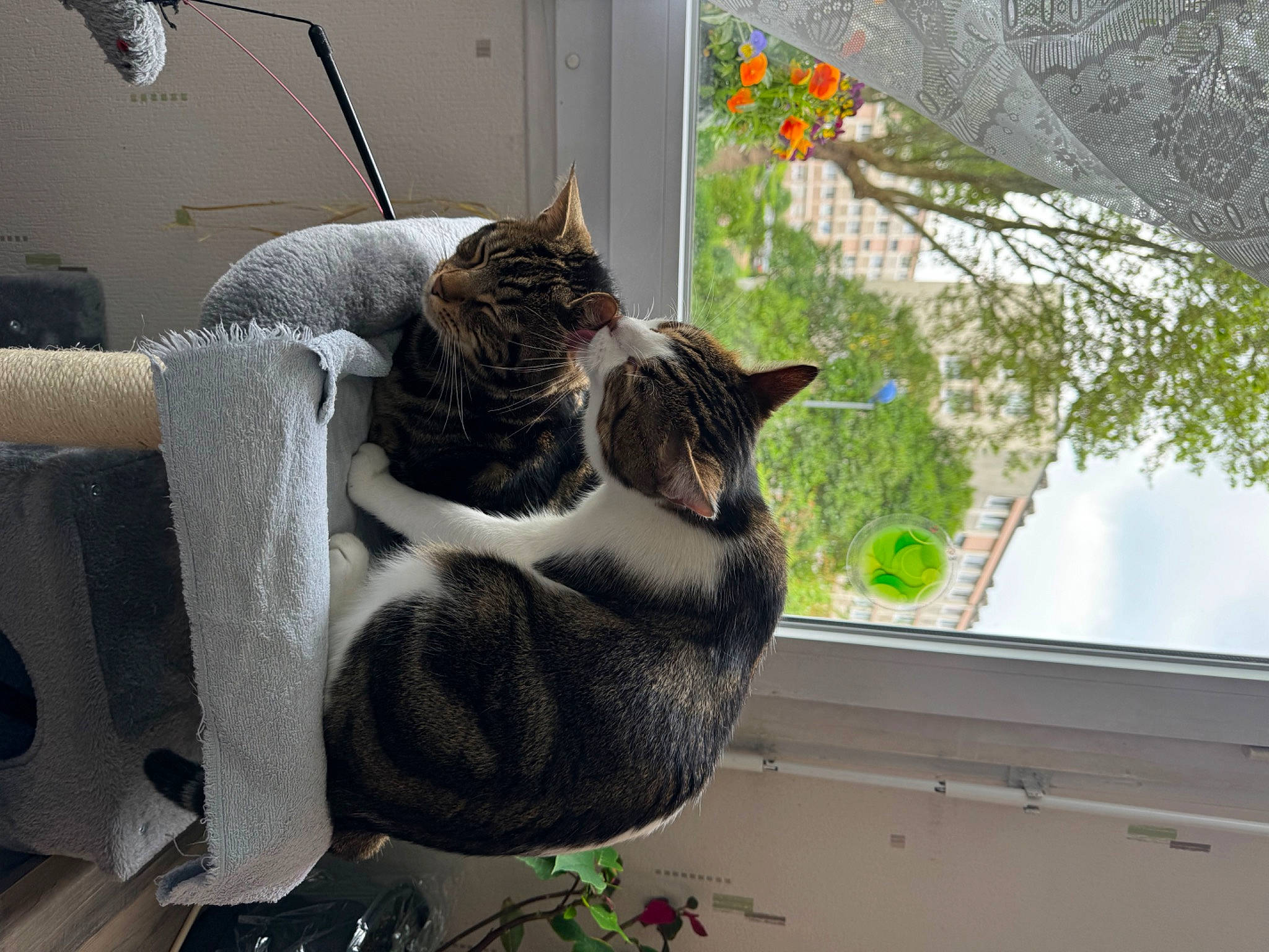 Toshi a rejoint le concours — aidez-le/la à gagner de superbes lots ! carnivore, cat, cat_supply, comfort, domestic_short_haired_cat, felidae, flowerpot, fur, houseplant, interior_design, pet_supply, plant, room, small_to_medium_sized_cats, tail, tree, twig, whiskers, window