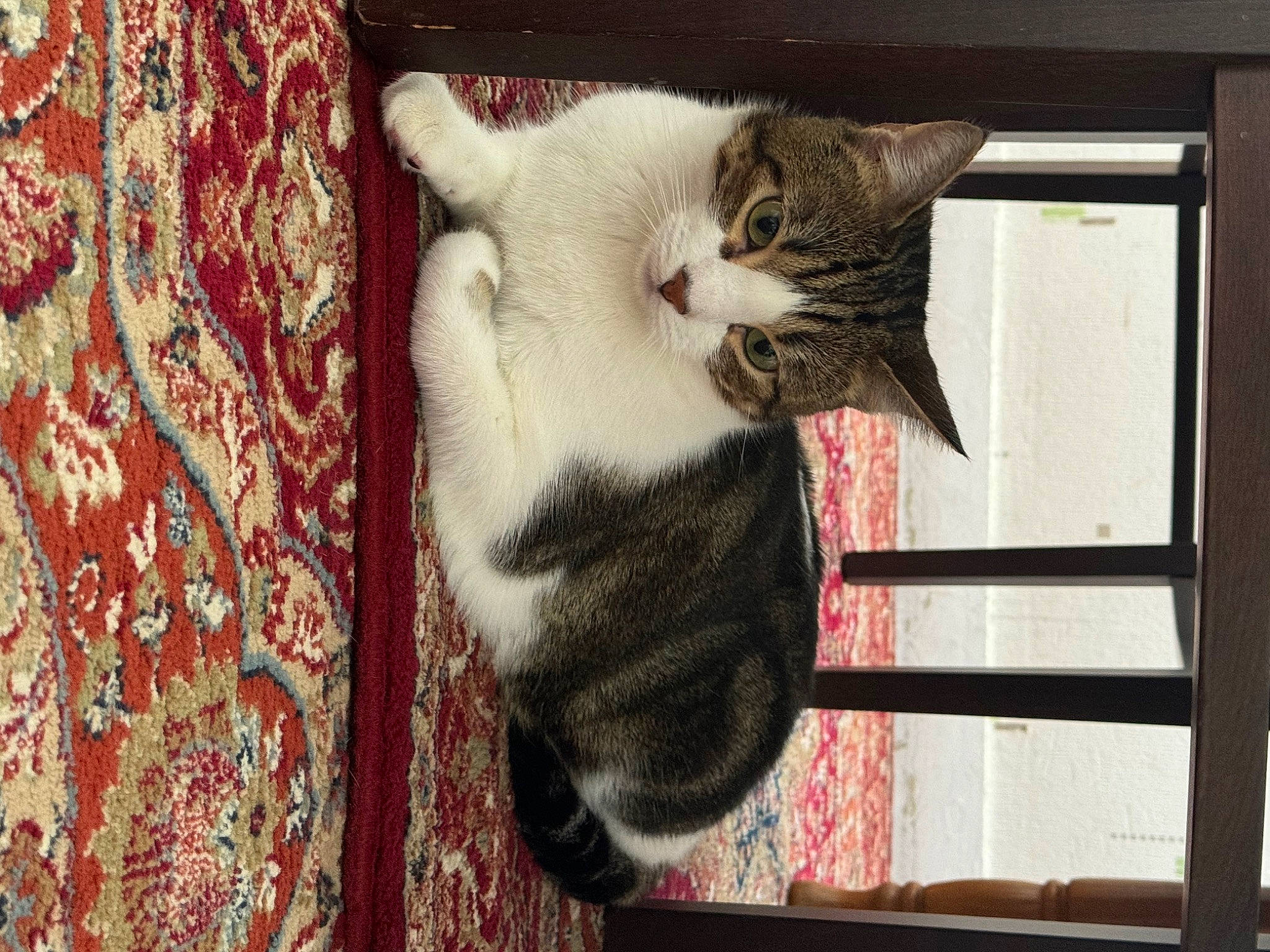 Toshi participe au concours pour gagner de l'argent avec cette photo : animal_shelter, carnivore, cat, cat_furniture, cat_supply, claw, domestic_short_haired_cat, felidae, fur, pattern, paw, pet_supply, small_to_medium_sized_cats, snout, tail, tree, whiskers, window, wood