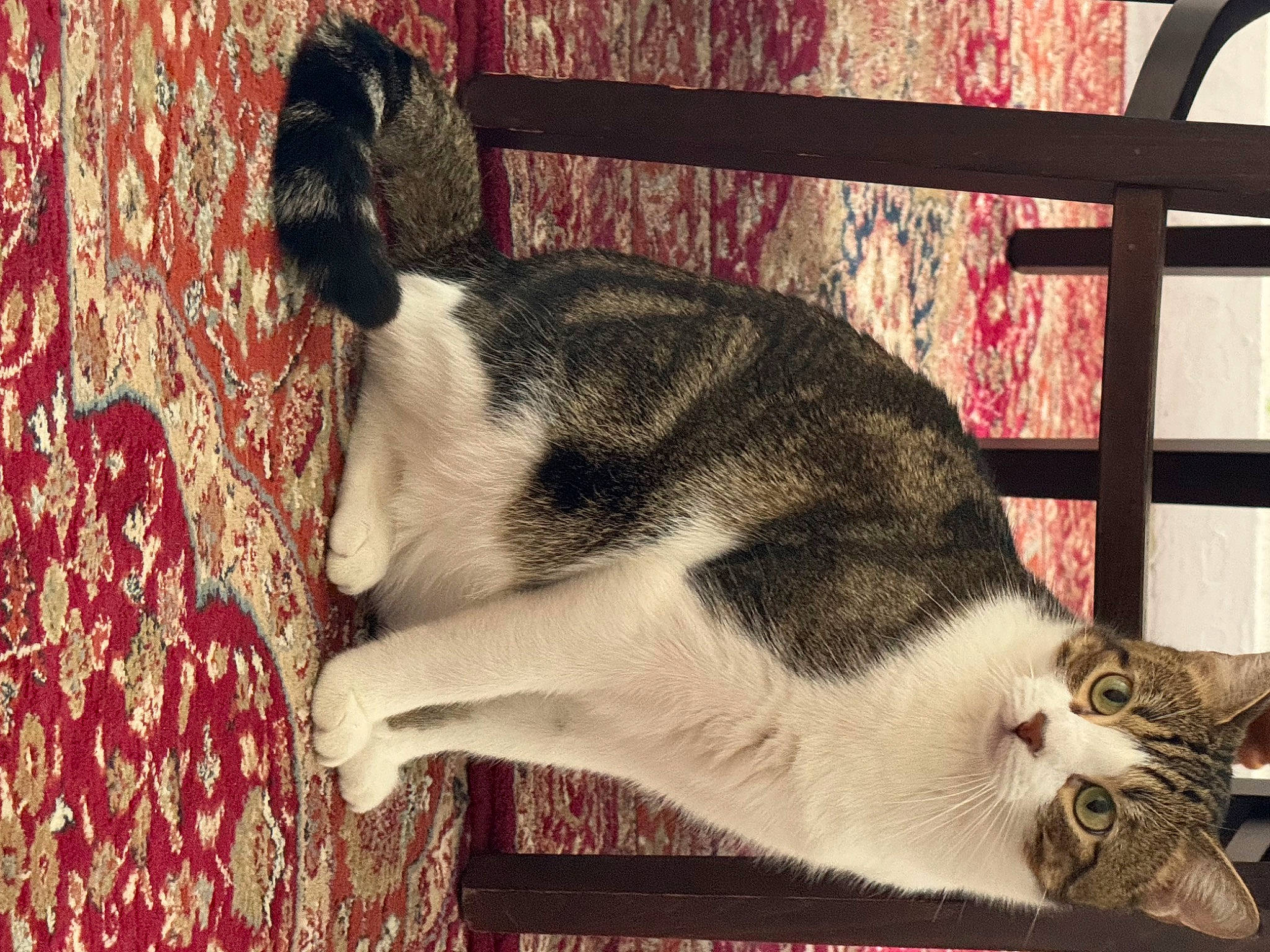 Toshi participe au concours pour gagner de l'argent avec cette photo : carnivore, cat, cat_supply, comfort, domestic_short_haired_cat, felidae, fur, paw, pet_supply, small_to_medium_sized_cats, snout, tail, terrestrial_animal, whiskers, wood