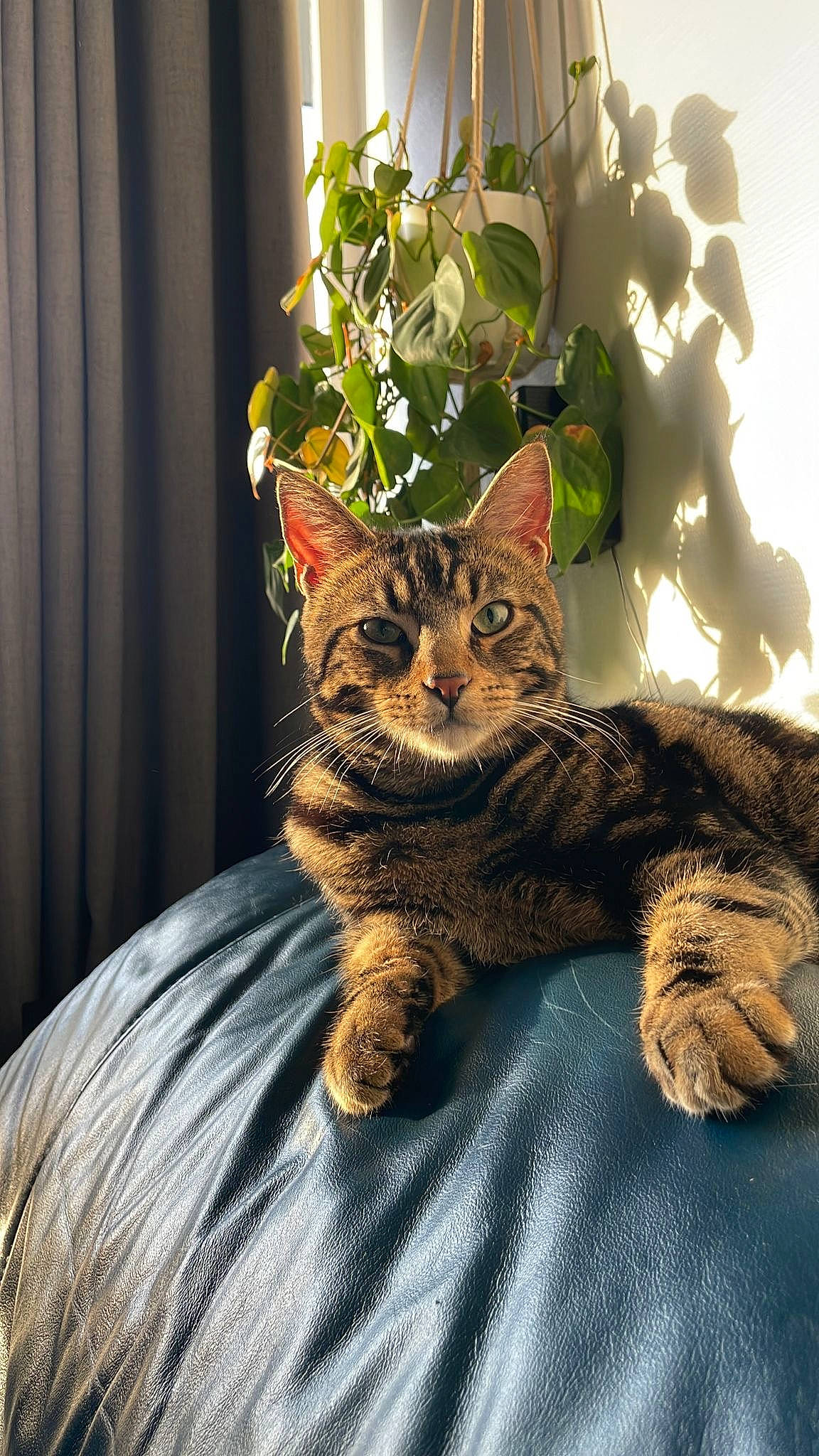 Tokyo a rejoint le concours — aidez-le/la à gagner de superbes lots ! carnivore, cat, claw, comfort, curtain, domestic_short_haired_cat, door, felidae, fur, houseplant, paw, plant, sitting, small_to_medium_sized_cats, snout, tail, terrestrial_animal, tree, whiskers, window