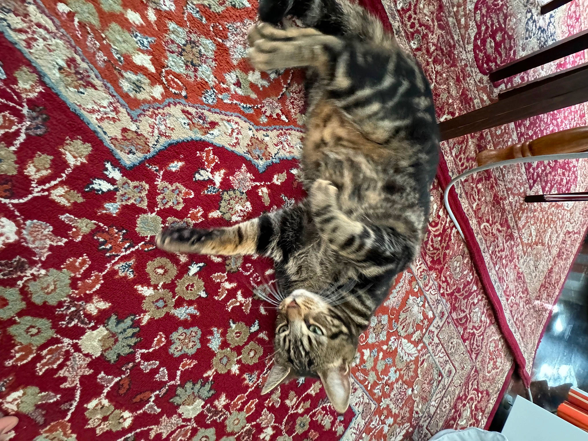 Tokyo participe au concours pour gagner de l'argent avec cette photo : carnivore, cat, claw, domestic_short_haired_cat, fawn, felidae, fur, magenta, pattern, paw, small_to_medium_sized_cats, snout, tail, terrestrial_animal, textile, tree, trunk, whiskers, wildlife, wood