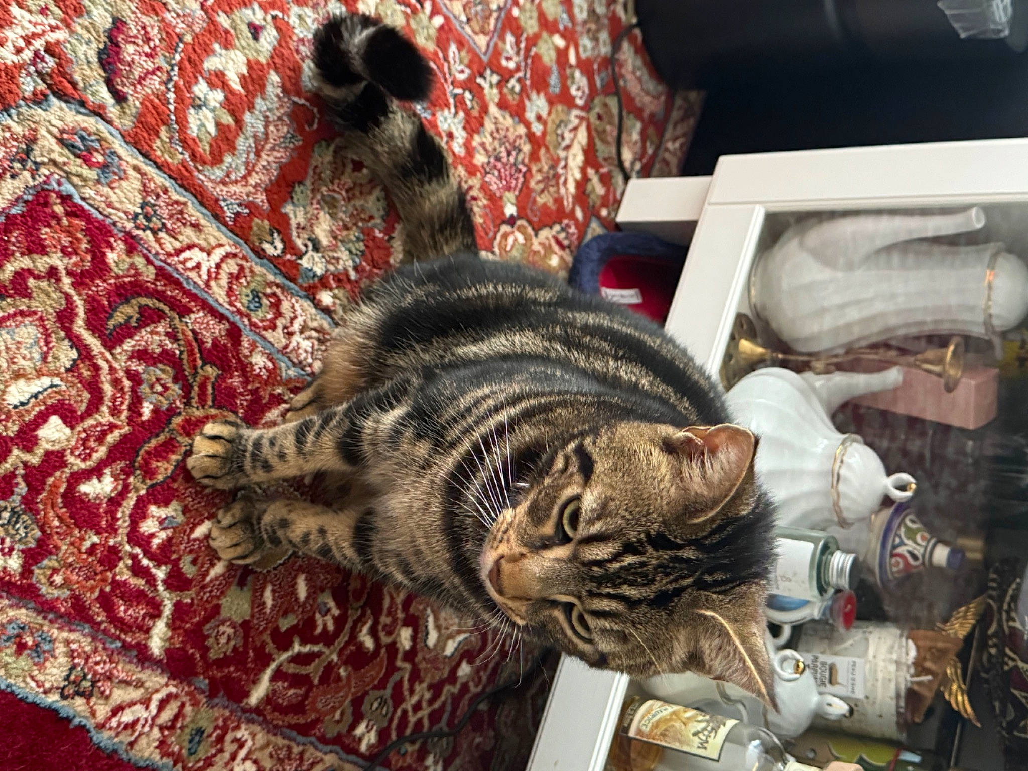 Tokyo participe au concours pour gagner de l'argent avec cette photo : carnivore, carpet, cat, domestic_short_haired_cat, felidae, flooring, fur, linens, pattern, paw, room, rug, small_to_medium_sized_cats, tail, tree, whiskers, wildlife, wood