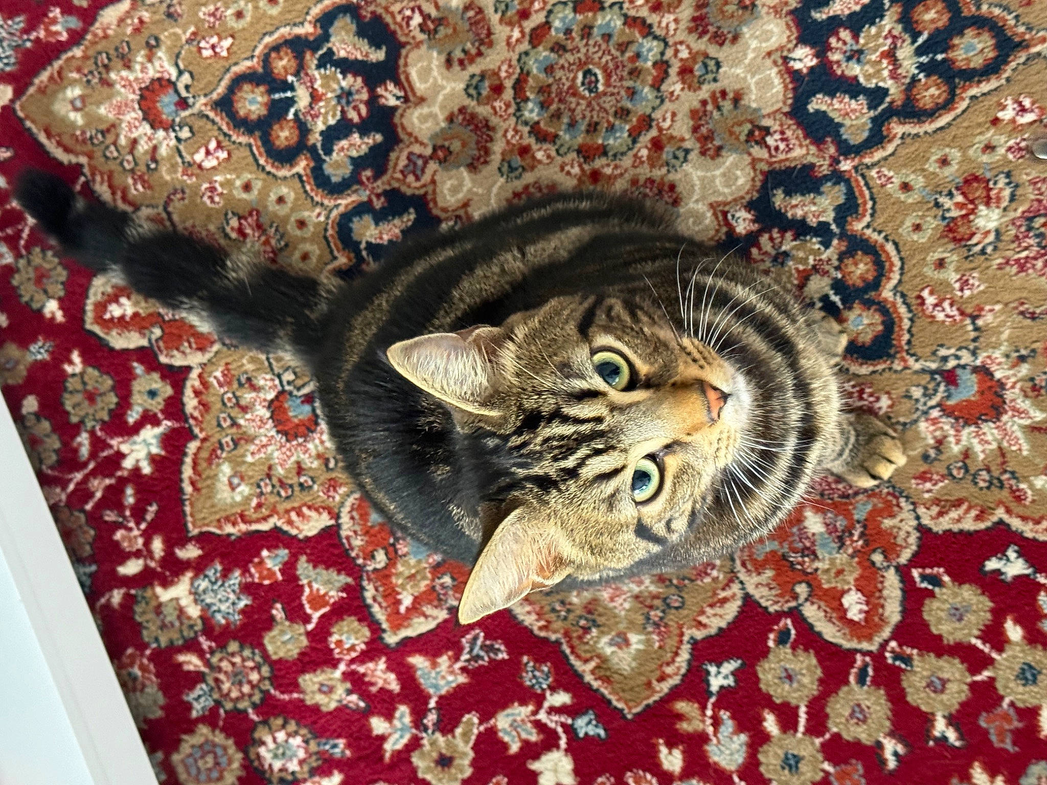 Tokyo participe au concours pour gagner de l'argent avec cette photo : brown, carnivore, cat, domestic_short_haired_cat, fashion_accessory, felidae, flooring, fur, home_accessories, linens, motif, pattern, rectangle, room, small_to_medium_sized_cats, terrestrial_animal, textile, visual_arts, whiskers, wood