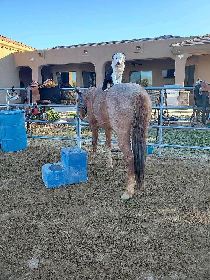 Autumn is registered to the contest to win money with this photo: foal, horse, horse_supplies, landscape, livestock, mane, mare, mustang_horse, pack_animal, ranch, stallion