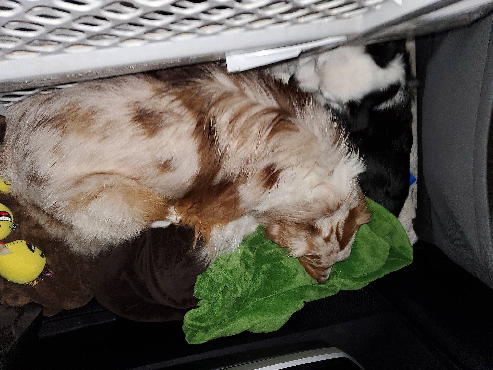 Cooper joined the competition — help win amazing prizes! canidae, carnivore, cat, dog, dog_breed, sporting_group