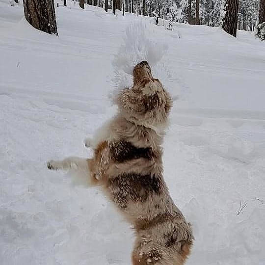 Cooper joined the competition — help win amazing prizes! blizzard, canidae, carnivore, dog, dog_breed, freezing, fur, playing_in_the_snow, snow, sporting_group, winter, winter_storm