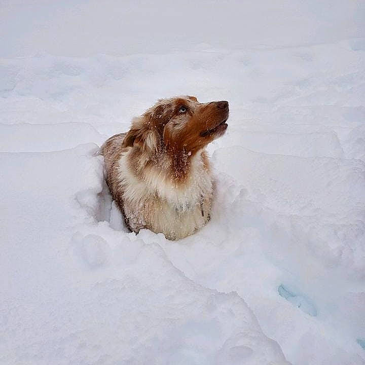 Cooper joined the competition — help win amazing prizes! australian_shepherd, canidae, carnivore, companion_dog, dog, dog_breed, shetland_sheepdog, snow, sporting_group, winter, working_dog