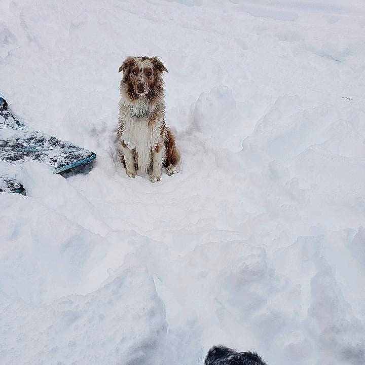 Cooper is registered to the contest to win money with this photo: australian_shepherd, canidae, carnivore, dog, dog_breed, freezing, havanese, irish_soft_coated_wheaten_terrier, lagotto_romagnolo, petit_basset_griffon_vendeen, pyrenean_shepherd, snow, sporting_group, winter