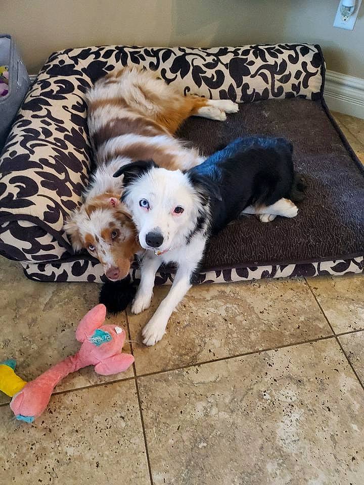 Cooper joined the competition — help win amazing prizes! canidae, carnivore, companion_dog, dalmatian, dog, dog_breed, fawn, great_dane, mammal, non_sporting_group, puppy, sporting_group, vertebrate