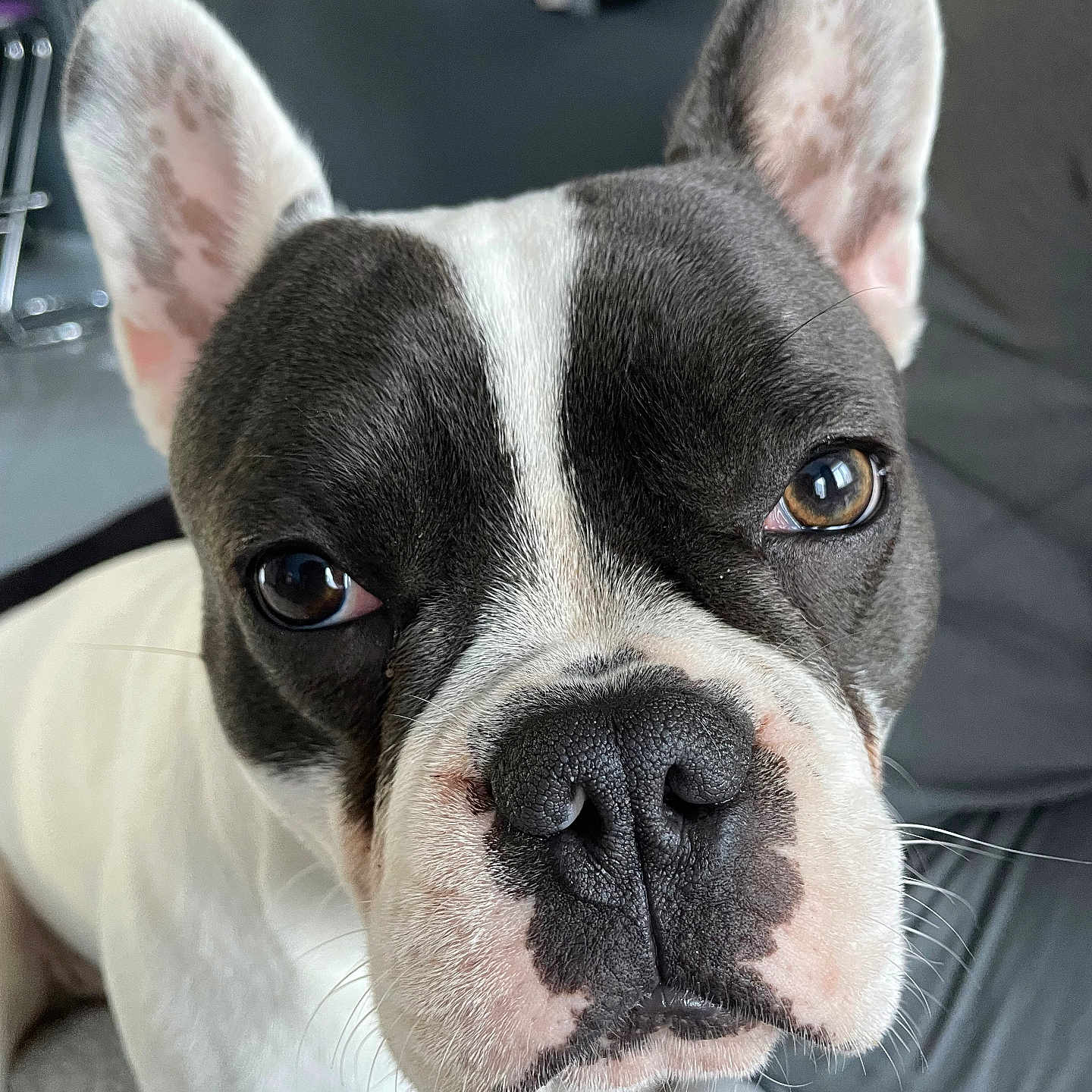 Yoda participe au concours pour gagner de l'argent avec cette photo : animal, bostonbull, boxer, bulldog, canine, dog, frenchbulldog, pet, pitbull, puppy, snout, whitedog