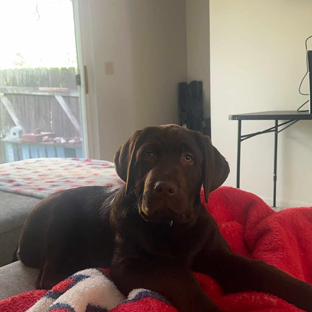 Chewy joined the competition — help win amazing prizes! animal, architecture, blanket, building, canine, computerhardware, couch, dog, electronics, furniture, hardware, indoors, labradorretriever, livingroom, monitor, person, pet, puppy, room, screen