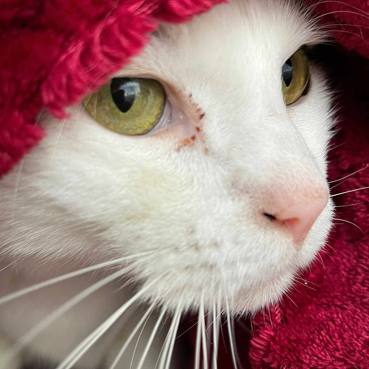 Monsieur Glue participe au concours pour gagner de l'argent avec cette photo : animal, blanket, cat, close_up, cozy, cute, domestic_cat, eye, face, fur, green_eyes, indoor, mammal, nose, pet, portrait, red_blanket, soft_texture, whiskers, white_cat