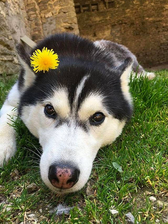 Matsi De L'Igloo Des Sables a rejoint le concours — aidez-le/la à gagner de superbes lots ! alaskan_klee_kai, alaskan_malamute, canadian_eskimo_dog, canidae, carnivore, dog, dog_breed, east_siberian_laika, labrador_husky, mammal, miniature_siberian_husky, native_american_indian_dog, rare_breed_dog, sakhalin_husky, seppala_siberian_sleddog, siberian_husky, sled_dog, snout, vertebrate, wolfdog